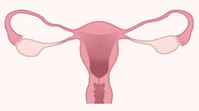 uterus-g52c2590d1_640